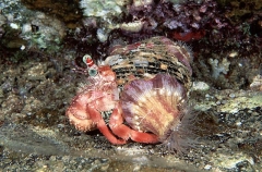 Anemone Hermit Crab (Dardanus pedunculatus) Anemone Hermit Crab (Dardanus pedunculatus)