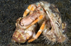 Anemone Hermit Crab (Dardanus pedunculatus) Anemone Hermit Crab (Dardanus pedunculatus)