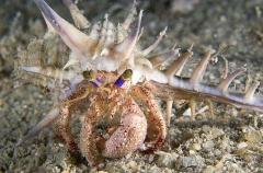 Anemone Hermit Crab (Dardanus pedunculatus)