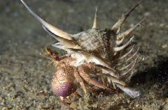 Anemone Hermit Crab (Dardanus pedunculatus)