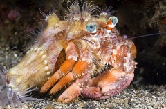 Anemone Hermit Crab (Dardanus pedunculatus)