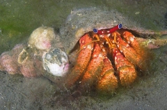 Striped Hermit Crab (Strigopagurus strigimanus) Striped Hermit Crab (Strigopagurus strigimanus)