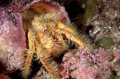 Giant Hermit Crab (Aniculus maximus)