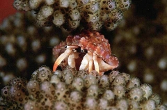 Gem Hermit Crab (Dardanus gemmatus)