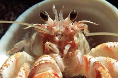Bernhard's Hermit Crab (Paguritta bernhardus)