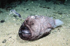 Deepwater Prickly Anglerfish (Himantolophus appelii)