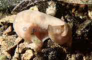 Rodless Anglerfish (Histiophyrne cryptacantha)