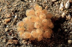 Rodless Anglerfish (Histiophyrne cryptacantha) Rodless Anglerfish (Histiophyrne cryptacantha)