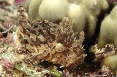 Sargassum Anglerfish (Histrio histrio) Sargassum Anglerfish (Histrio histrio)