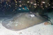 Jenkins Whipray (Himantura jenkinsii) Jenkins Whipray (Himantura jenkinsii)