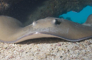 Jenkins Whipray (Himantura jenkinsii)