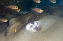 Jenkins Whipray (Himantura jenkinsii) Jenkins Whipray (Himantura jenkinsii)
