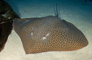 Leopard Whipray (Himantura undulata) Leopard Whipray (Himantura undulata)
