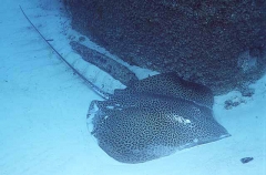 Leopard Whipray (Himantura undulata) Leopard Whipray (Himantura undulata)