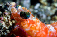 Hinge-beak Shrimp (Rhynchocinetes hiatti) Hinge-beak Shrimp (Rhynchocinetes hiatti)