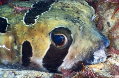 Masked Porcupinefish (Diodon liturosus) Masked Porcupinefish (Diodon liturosus)