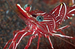 Durban Hinge-beak Shrimp (Rhynchocinetes durbanensis) Durban Hinge-beak Shrimp (Rhynchocinetes durbanensis)