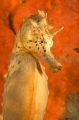 Big-belly Seahorse (Hippocampus abdominalis) Big-belly Seahorse (Hippocampus abdominalis)