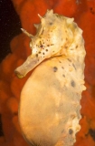 Big-belly Seahorse (Hippocampus abdominalis) Big-belly Seahorse (Hippocampus abdominalis)