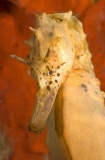 Big-belly Seahorse (Hippocampus abdominalis) Big-belly Seahorse (Hippocampus abdominalis)