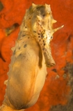 Big-belly Seahorse (Hippocampus abdominalis) Big-belly Seahorse (Hippocampus abdominalis)
