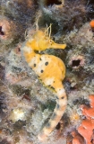 Big-belly Seahorse (Hippocampus abdominalis) Big-belly Seahorse (Hippocampus abdominalis)