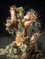 Short-head Seahorses (Hippocampus breviceps) Short-head Seahorses (Hippocampus breviceps)