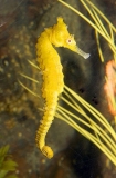 Long Snout Seahorse (Hippocampus elongatus) Long Snout Seahorse (Hippocampus elongatus)