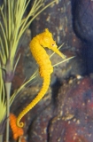 Long Snout Seahorse (Hippocampus elongatus) Long Snout Seahorse (Hippocampus elongatus)