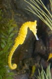 Long Snout Seahorse (Hippocampus elongatus) Long Snout Seahorse (Hippocampus elongatus)