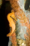 Long Snout Seahorse (Hippocampus elongatus) Long Snout Seahorse (Hippocampus elongatus)