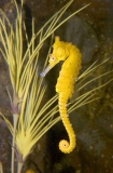 Long Snout Seahorse (Hippocampus elongatus) Long Snout Seahorse (Hippocampus elongatus)