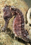 Whitespotted Seahorse (Hippocampus kuda) Whitespotted Seahorse (Hippocampus kuda)