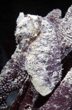White-spotted Seahorse (Hippocampus kuda)