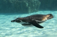Humbolt Penguin (Spheniscus humbolti)