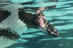 Humbolt Penguin (Spheniscus humbolti) Humbolt Penguin (Spheniscus humbolti)