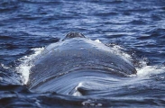 Humpback Whale (Megaptera novaeangliae) Humpback Whale (Megaptera novaeangliae)