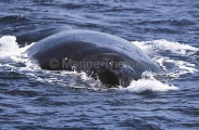 Humpback Whale (Megaptera novaeangliae) Humpback Whale (Megaptera novaeangliae)