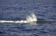 Humpback Whale (Megaptera novaeangliae) Humpback Whale (Megaptera novaeangliae)