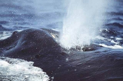 Humpback Whale (Megaptera novaeangliae) Humpback Whale (Megaptera novaeangliae)