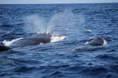 Humpback Whales (Megaptera novaeangliae) Humpback Whales (Megaptera novaeangliae)