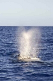 Humpback Whale (Megaptera novaeangliae) Humpback Whale (Megaptera novaeangliae)