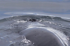 Humpback Whale (Megaptera novaeangliae) Humpback Whale (Megaptera novaeangliae)