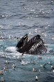 Humpback Whale (Megaptera novaeangliae) Humpback Whale (Megaptera novaeangliae)