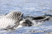 Humpback Whale (Megaptera novaeangliae)