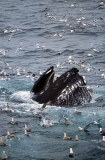 Humpback Whale (Megaptera novaeangliae) Humpback Whale (Megaptera novaeangliae)