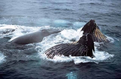 Humpback Whales (Megaptera novaeangliae) Humpback Whales (Megaptera novaeangliae)