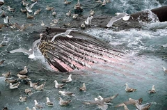 Humpback Whale (Megaptera novaeangliae) Humpback Whale (Megaptera novaeangliae)