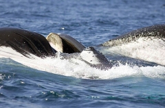 Humpback Whales (Megaptera novaeangliae) Humpback Whales (Megaptera novaeangliae)