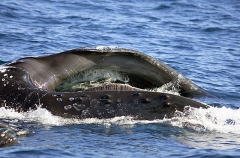 Humpback Whale (Megaptera novaeangliae) Humpback Whale (Megaptera novaeangliae)